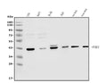 Anti-PCBP2/hnRNP E2 Antibody Picoband®