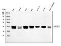 Anti-hnRNP E2/PCBP2 Antibody Picoband®