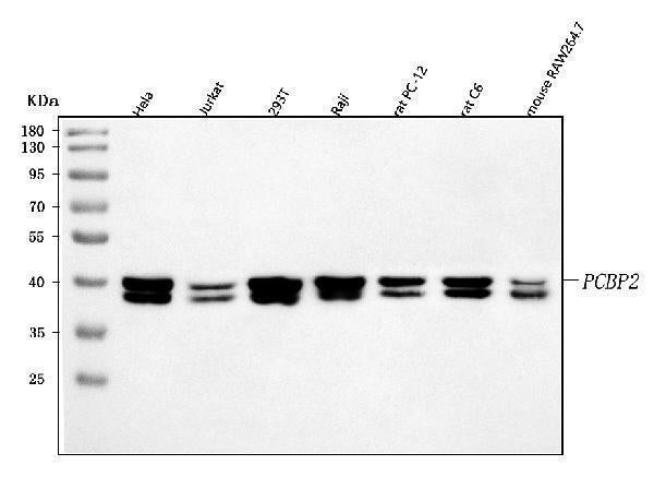 Anti-hnRNP E2/PCBP2 Antibody Picoband®