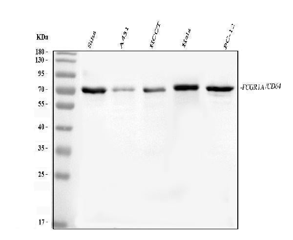 Anti-FCGR1A Antibody Picoband®