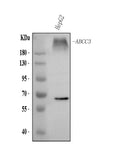 Anti-ABCC3 Antibody Picoband®