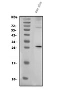 Anti-IL3 Antibody Picoband®