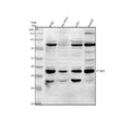 Anti-FFAR3 Antibody Picoband®