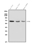 Anti-GPNMB/Gpnmb Picoband® Antibody