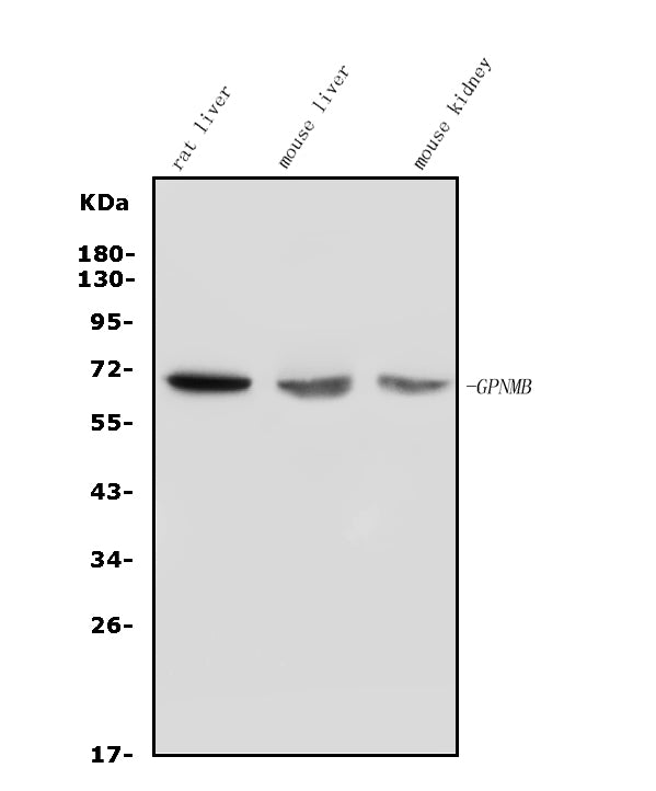 Anti-GPNMB/Gpnmb Picoband® Antibody
