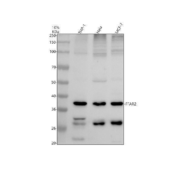 Anti-FFAR2 Antibody Picoband®