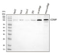 Anti-COMP Antibody Picoband®