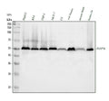 Anti-PABPN1 Antibody Picoband®