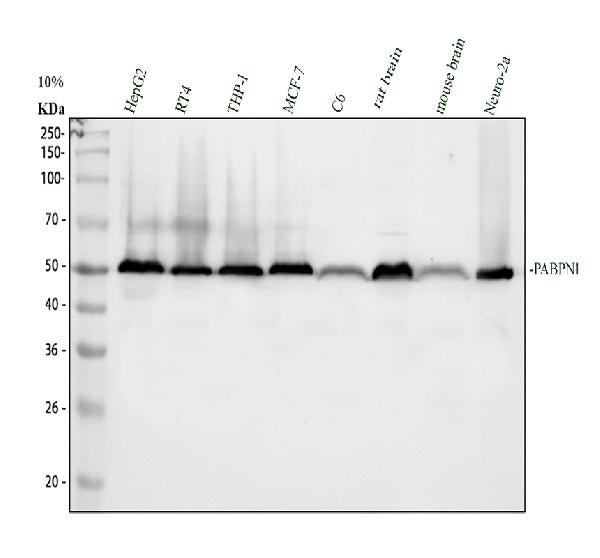 Anti-PABPN1 Antibody Picoband®
