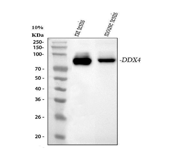 Anti-DDX4/MVH Antibody Picoband®