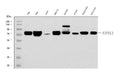 Anti-FIP1L1 Antibody Picoband®