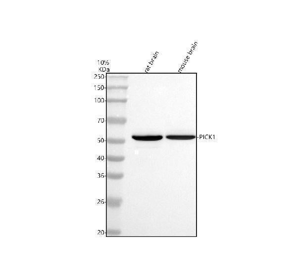 Anti-PICK1 Antibody Picoband®
