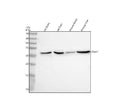 Anti-GSTO1 Antibody Picoband®
