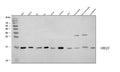 Anti-Ubc13/UBE2N Antibody Picoband®