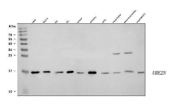 Anti-Ubc13/UBE2N Antibody Picoband®