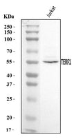Anti-TRF1/TERF1 Antibody Picoband®