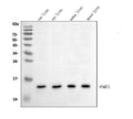 Anti-liver FABP/Fabp1 Antibody Picoband®