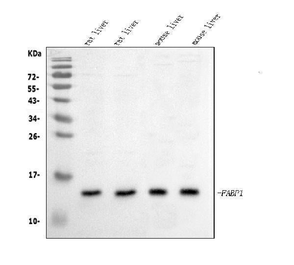 Anti-liver FABP/Fabp1 Antibody Picoband®