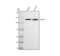 Anti-DAB2IP Antibody Picoband®