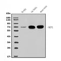 Anti-NEFL/NF-L Antibody Picoband®