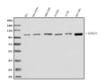 Anti-Epac1/RAPGEF3 Antibody Picoband®