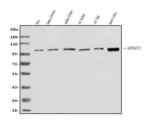 Anti-Epac1/RAPGEF3 Antibody Picoband®