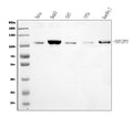 Anti-Epac1/RAPGEF3 Antibody Picoband®