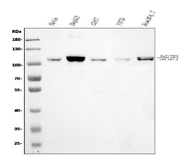 Anti-Epac1/RAPGEF3 Antibody Picoband®