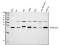 Anti-HSPB8/Hsp22 Antibody Picoband®