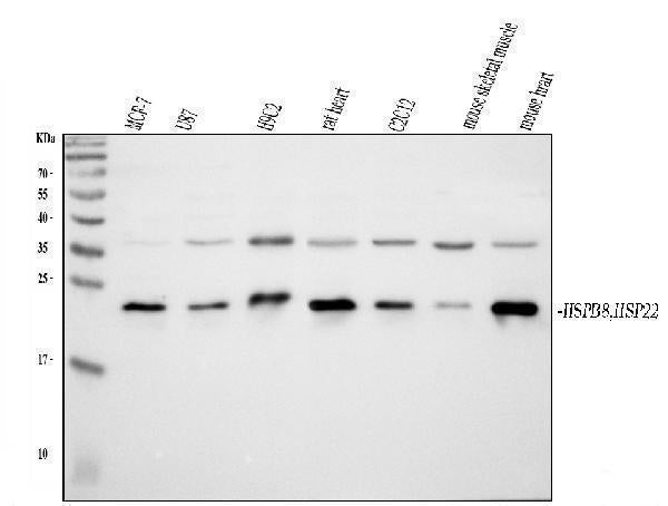 Anti-HSPB8/Hsp22 Antibody Picoband®