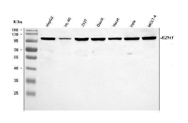 Anti-EZH1 Antibody Picoband®