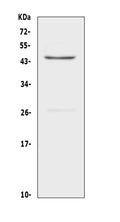 Anti-CD134/OX40/Tnfrsf4 Antibody Picoband®
