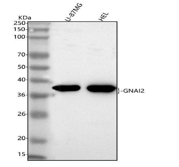 Anti-GNAI2 Antibody Picoband®