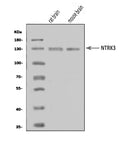Anti-TrkC/NTRK3 Antibody Picoband®