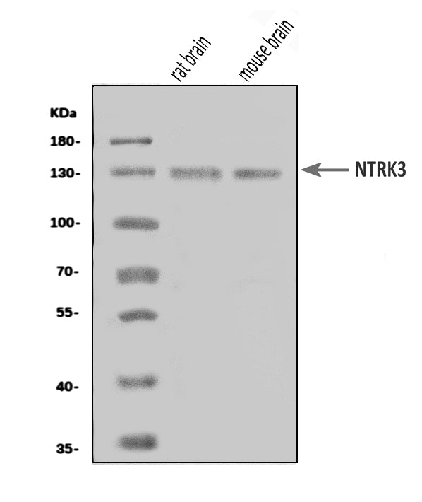 Anti-TrkC/NTRK3 Antibody Picoband®