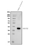 Anti-HSD17B2 Antibody Picoband®