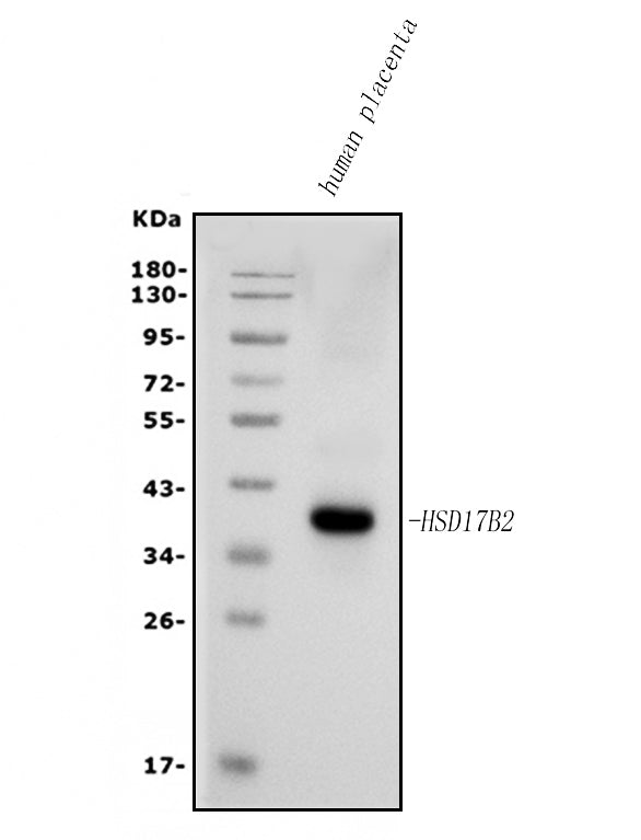 Anti-HSD17B2 Antibody Picoband®