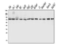 Anti-DLL1 Antibody Picoband®