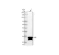 Anti-CTSS Antibody Picoband®