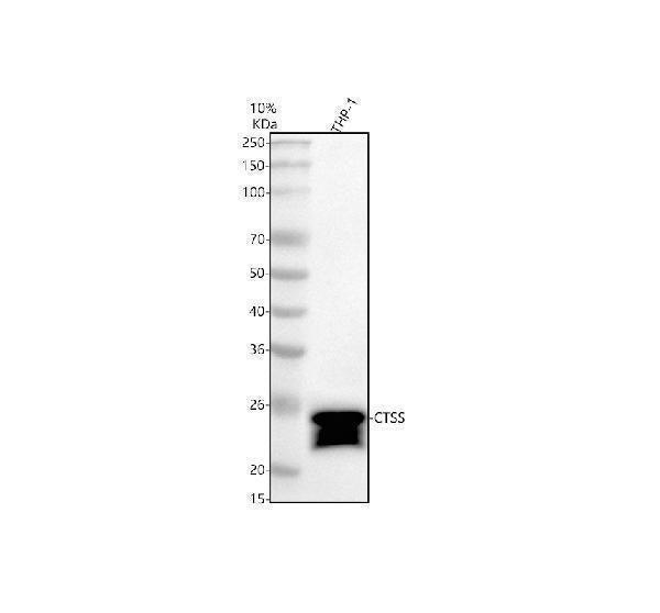 Anti-CTSS Antibody Picoband®