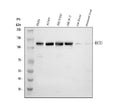 Anti-ECE1 Antibody Picoband®