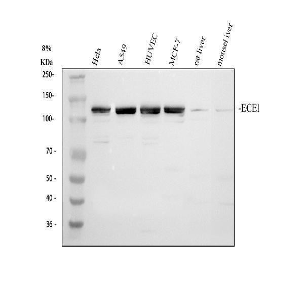 Anti-ECE1 Antibody Picoband®