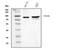 Anti-RNase L/Rnasel Antibody Picoband®