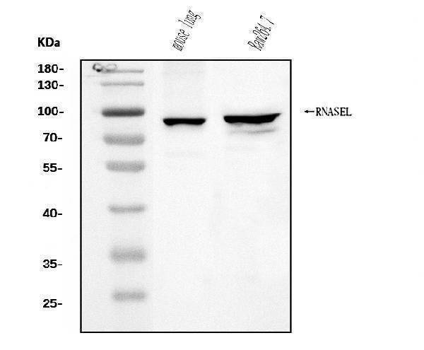 Anti-RNase L/Rnasel Antibody Picoband®
