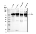 Anti-2B4/Cd244 Antibody Picoband®