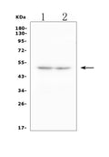 Anti-2B4/Cd244 Antibody Picoband®