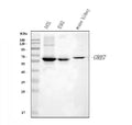 Anti-GRB7 Antibody Picoband®
