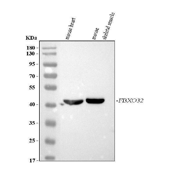 Anti-FBXO32 Antibody Picoband®