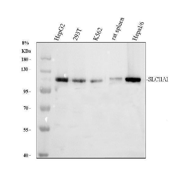 Anti-NRAMP1/SLC11A1 Antibody Picoband®