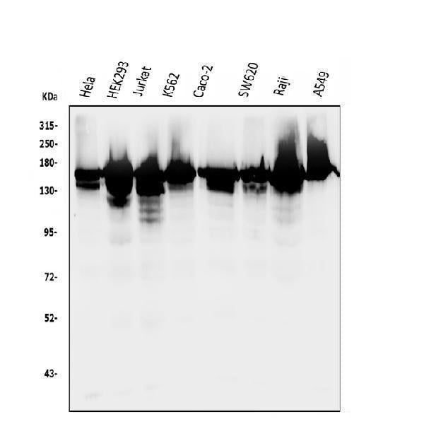 Anti-RNA Helicase A/DHX9 Antibody Picoband®